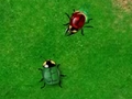 Beetle Wars  играть онлайн