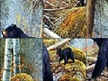 Bears near the lake играть онлайн