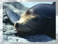 Sea lion играть онлайн